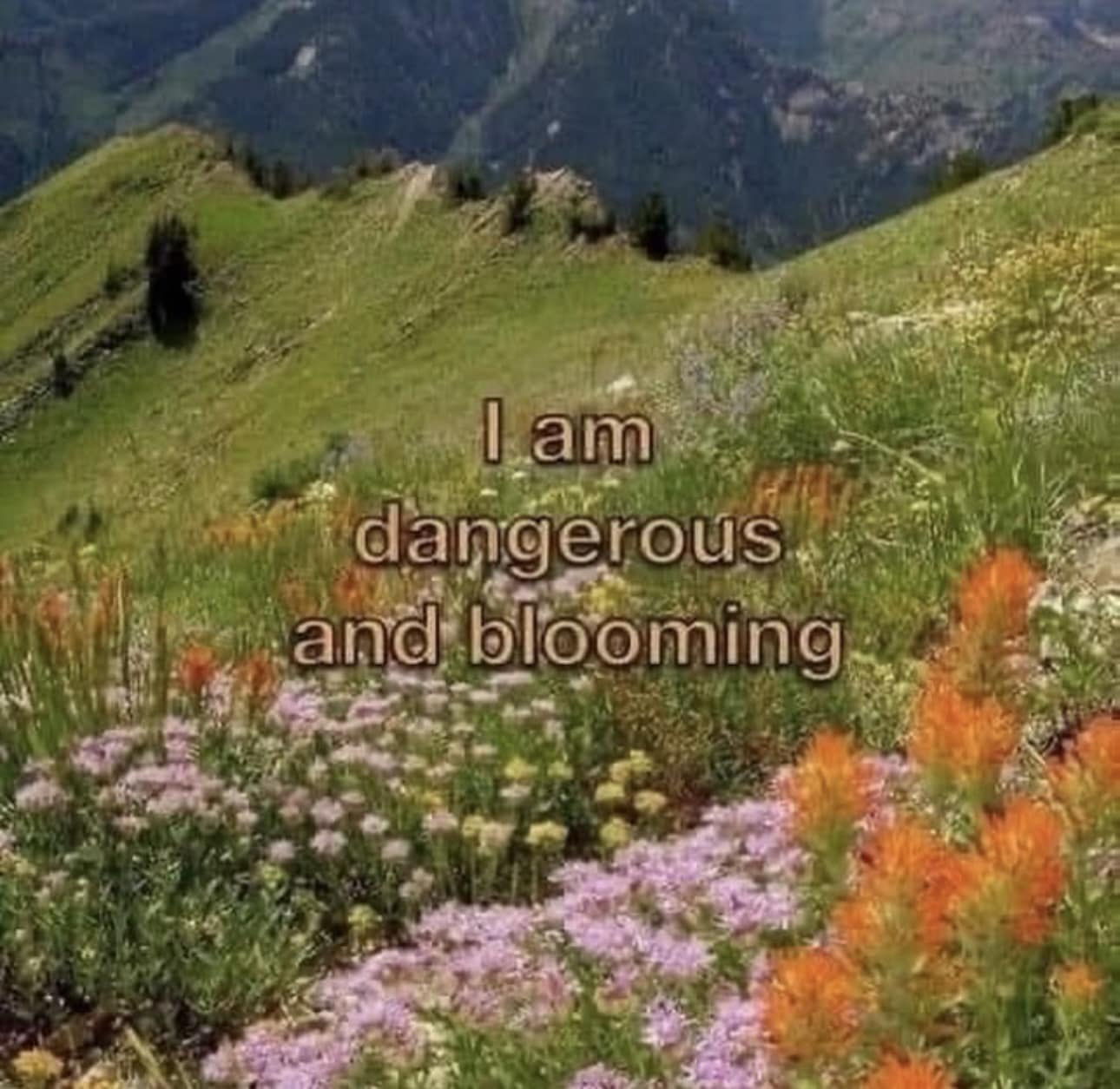 The meme is a humorous image of a wildflower field with a caption that reads "I am dangerous and blooming". The image is likely a playful and ironic take on the idea of being both "dangerous" and "blooming" at the same time, suggesting that the speaker is both powerful and flourishing. The image is likely meant to be humorous and lighthearted, and is not meant to be taken seriously.